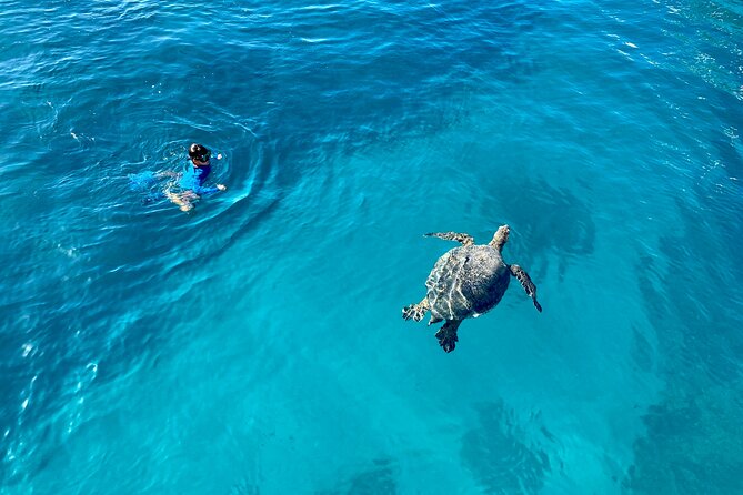 Small Group Turtle Canyon Snorkel in Waikiki (Boat Tour) - Guides who make first-time snorkeling easier