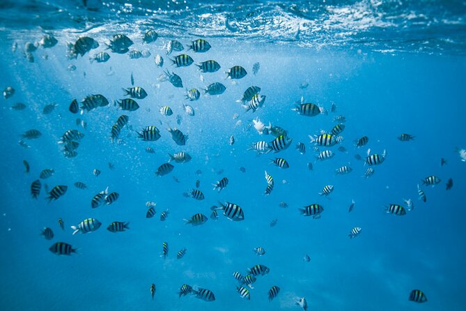 Small Group Turtle Canyon Snorkel in Waikiki (Boat Tour) - Is $85 a fair price?