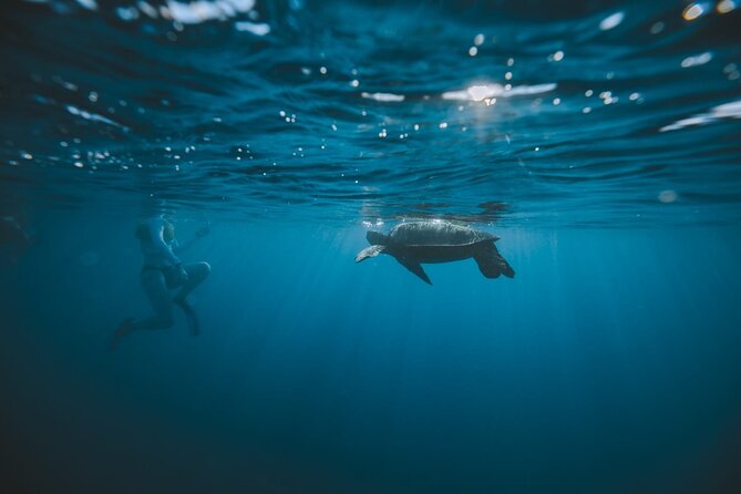 Small Group Turtle Canyon Snorkel in Waikiki (Boat Tour) - Who should book this Turtle Canyon trip?