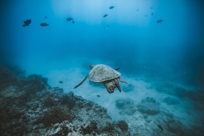 Small Group Turtle Canyon Snorkel in Waikiki (Boat Tour) - Leaving Honolulu for Turtle Canyon