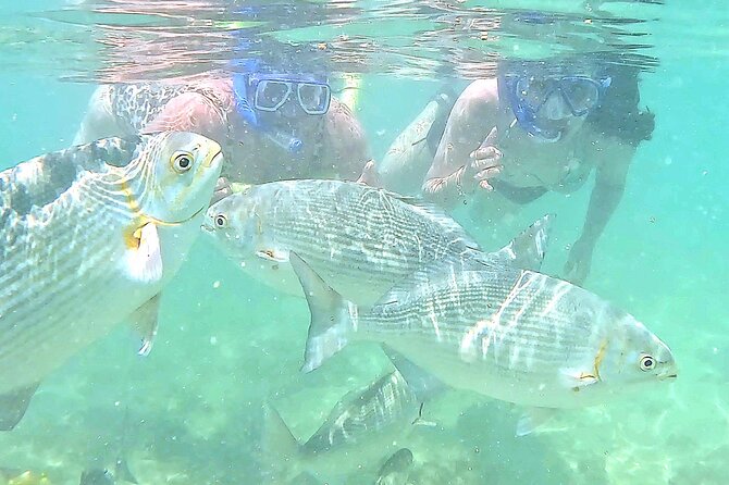 Snorkeling in Waikiki Many Fish All Levels Free Video & Pics! - Lynne’s Fish Briefing Before You Enter