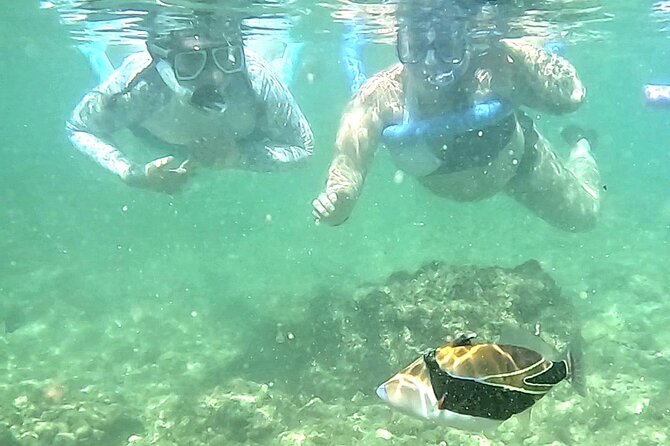 Snorkeling in Waikiki Many Fish All Levels Free Video & Pics! - Beginner-Friendly, With Clear Limits
