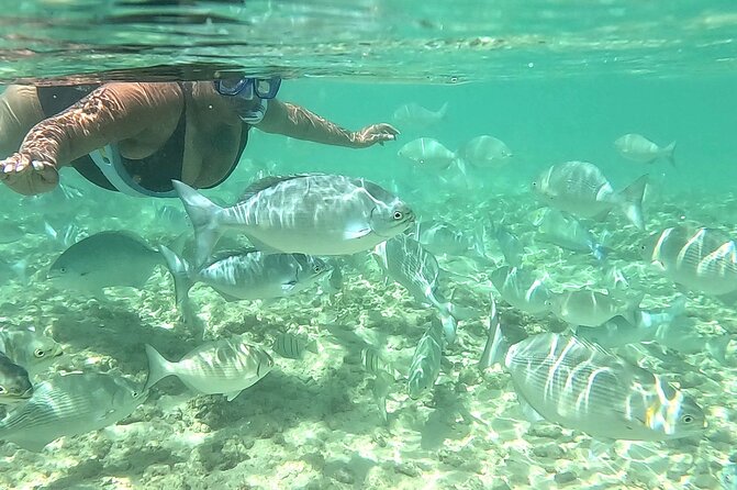 Snorkeling in Waikiki Many Fish All Levels Free Video & Pics! - What You Actually Receive for $38