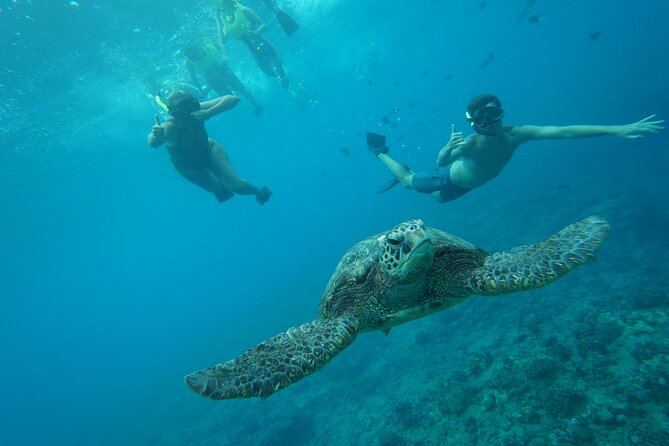 Snorkeling with Sea Turtles in Waikiki Hawaii Boat Tour - Wildlife rules are part of the experience