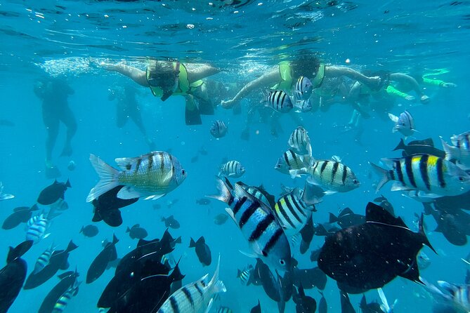Snorkeling with Sea Turtles in Waikiki Hawaii Boat Tour - Diamond Head and the Waikiki return