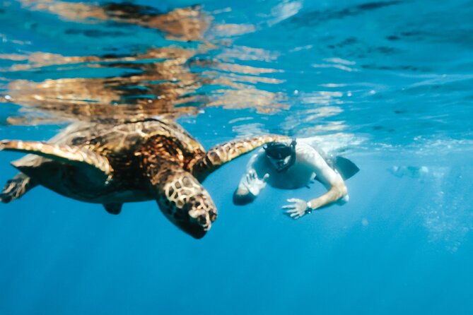 Snorkeling with Sea Turtles in Waikiki Hawaii Boat Tour - Is $125 a fair price?