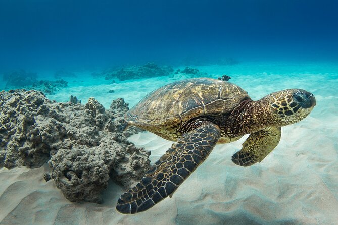 Snorkeling with Sea Turtles in Waikiki Hawaii Boat Tour - Who will enjoy this tour most?