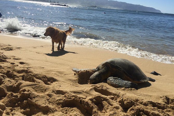 Surf Lessons on the North Shore of Oahu - What happens in Hauula