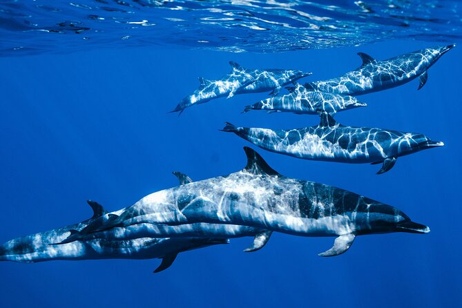 Swim with Dolphins Catamaran with Waterslide & Lunch on Oahu - The dolphin swim moves at open-water speed