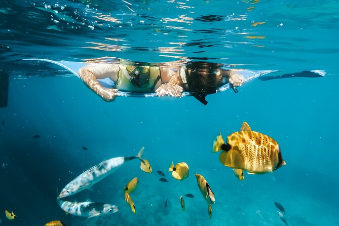 Swim with Dolphins Catamaran with Waterslide & Lunch on Oahu - Makaha brings turtles, fish, and more time in the water