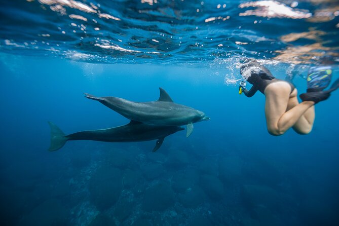 Swim With Dolphins & Turtles in West Oahu (Semi-Private Tours) - Key things to know before you book