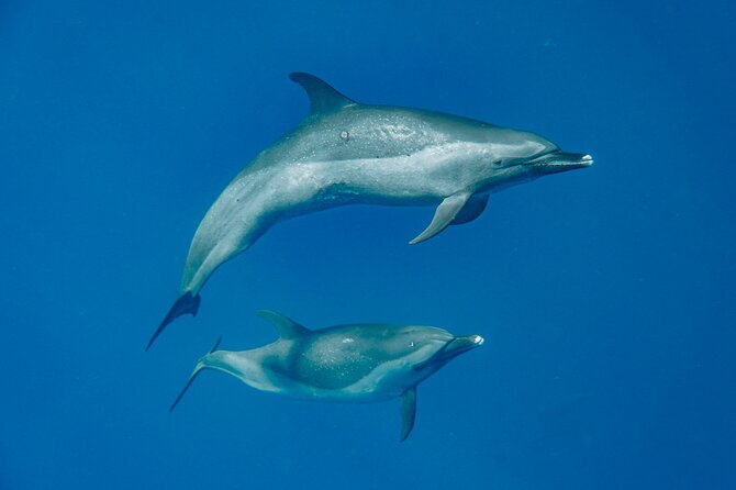 Swim With Dolphins & Turtles in West Oahu (Semi-Private Tours) - Leaving from Waianae for the ocean search