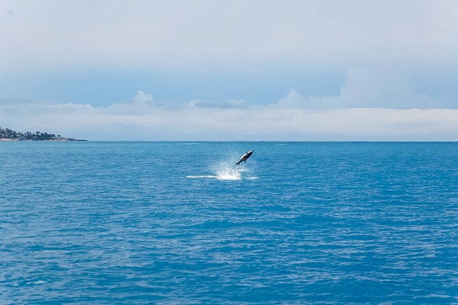 Swim With Dolphins & Turtles in West Oahu (Semi-Private Tours) - Turtles and reef life add real value