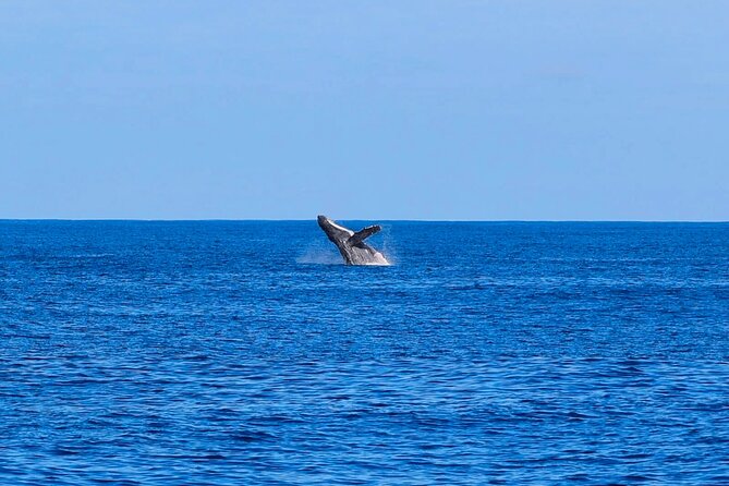 Swim With Dolphins & Turtles in West Oahu (Semi-Private Tours) - Is $200 per person a fair price?