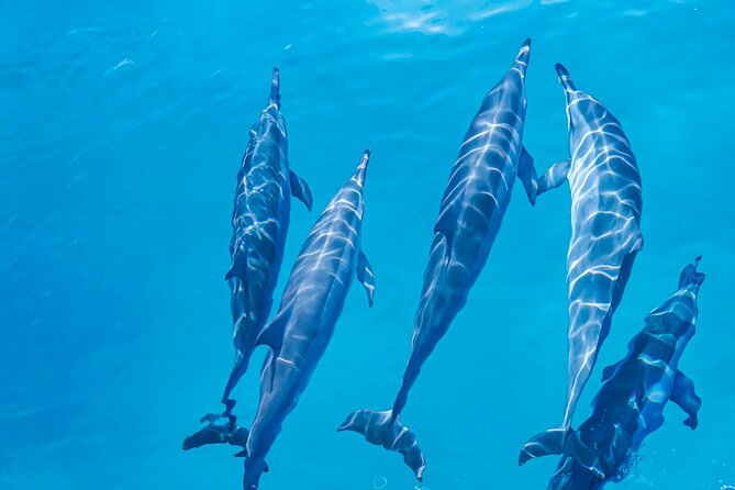 Swim With Dolphins & Turtles in West Oahu (Semi-Private Tours) - Who will enjoy this most