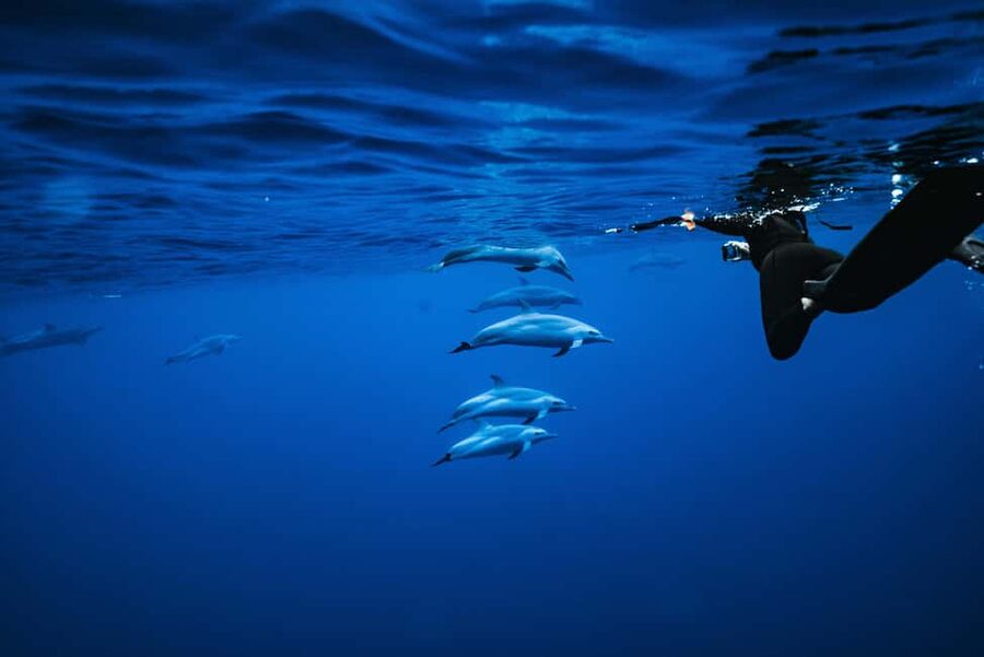 Swim with Wild Dolphins Oahu Speedboat Snorkeling Adventure! - Key points to know before booking