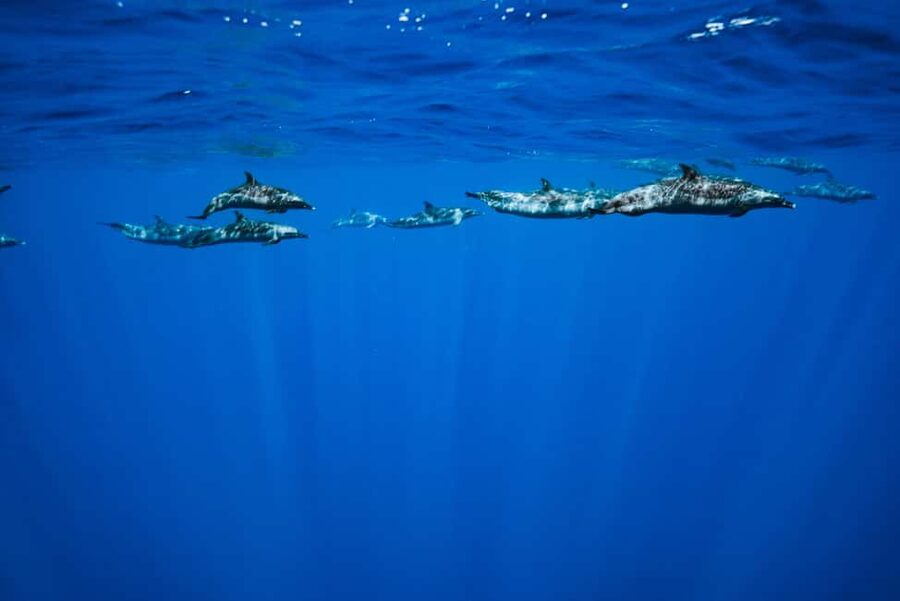 Swim with Wild Dolphins Oahu Speedboat Snorkeling Adventure! - Who should book this experience?