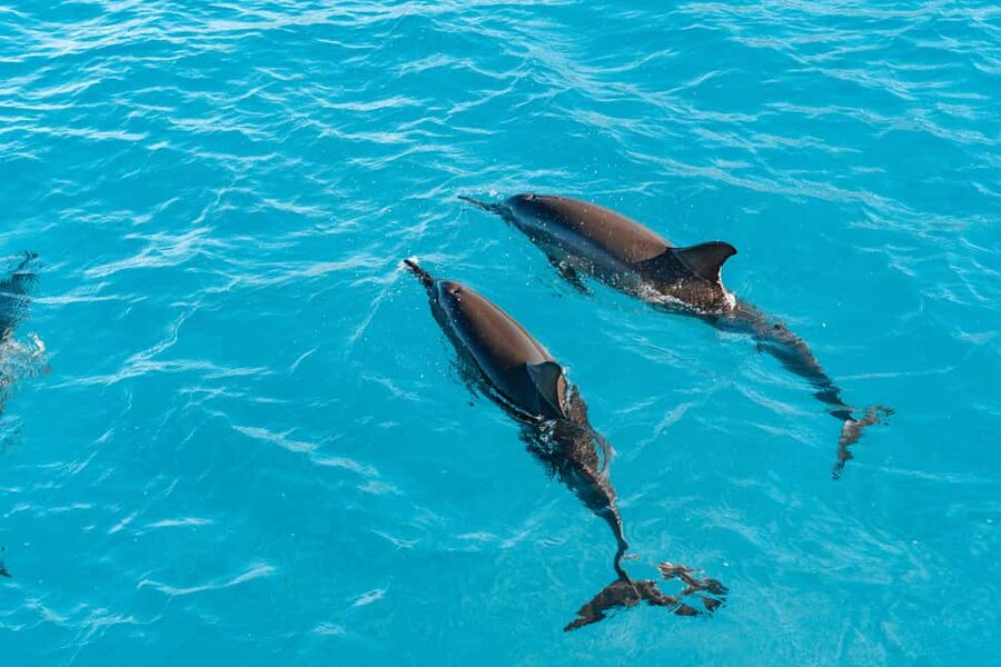 Swim with Wild Dolphins Oahu Speedboat Snorkeling Adventure! - The Dolphin Warrior and the west coast ride