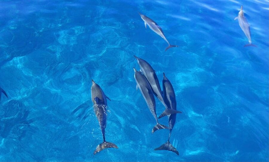 Swim with Wild Dolphins Oahu Speedboat Snorkeling Adventure! - Swimming with wild dolphins, with realistic expectations