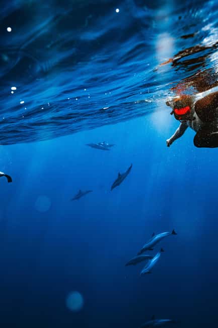 Swim with Wild Dolphins Oahu Speedboat Snorkeling Adventure! - Lunch, snacks, and the Makaha reef stop