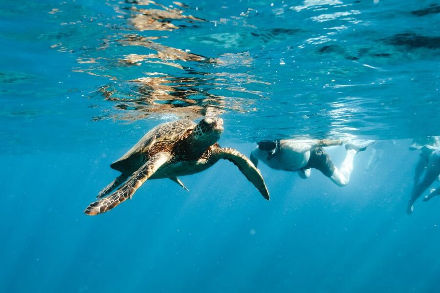 Swim with Wild Dolphins Oahu Speedboat Snorkeling Adventure! - Is $199 a fair price?