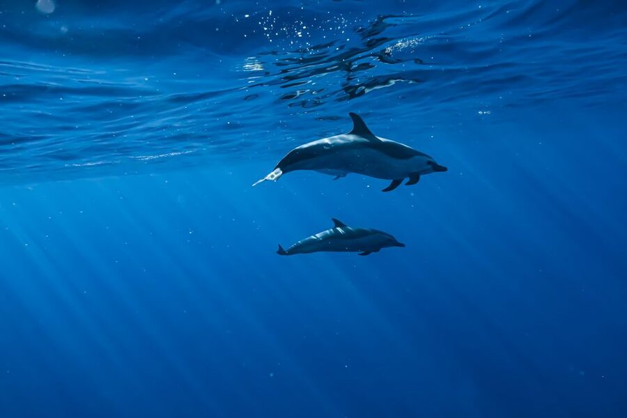Swim with Wild Dolphins Oahu Speedboat Snorkeling Adventure! - The practical details that affect your morning