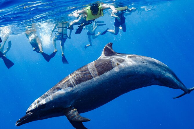 Swimming with Wild Dolphins Speedboat Adventure on Oahu - Key points to know before booking