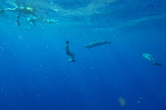 Swimming with Wild Dolphins Speedboat Adventure on Oahu - Snorkeling with turtles near Makaha