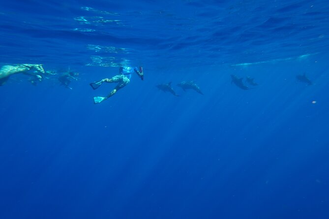 Swimming with Wild Dolphins Speedboat Adventure on Oahu - Lunch, drinks, and the practical comforts