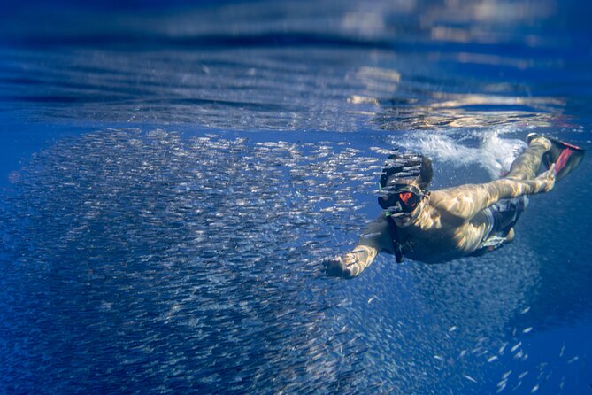 Swimming with Wild Dolphins Speedboat Adventure on Oahu - How much value you get for $199