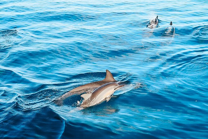 Swimming with Wild Dolphins Speedboat Adventure on Oahu - Who should book this adventure