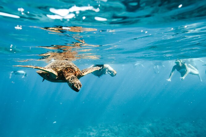 Swimming with Wild Dolphins Speedboat Adventure on Oahu - Timing, cancellations, and smart planning
