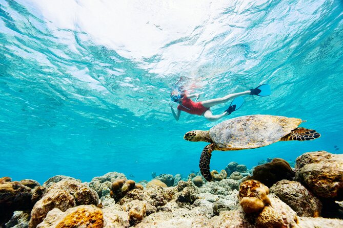 Turtle Canyon Snorkel Adventure - Small Group 6 Passengers - The crew is a major part of the value