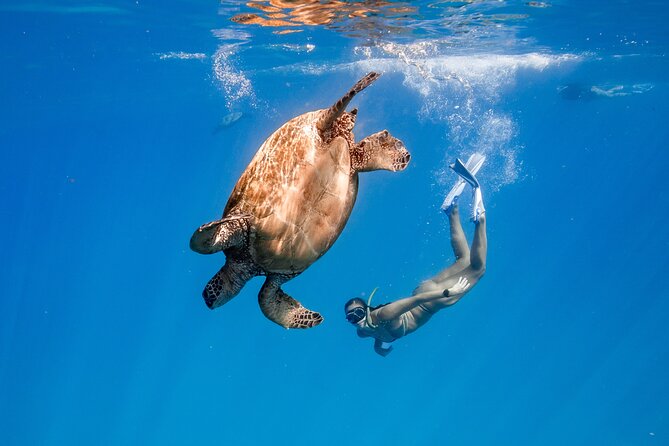 Turtle Canyon Snorkel: Semi Private Boat Tour - Why this six-person Turtle Canyon trip feels different
