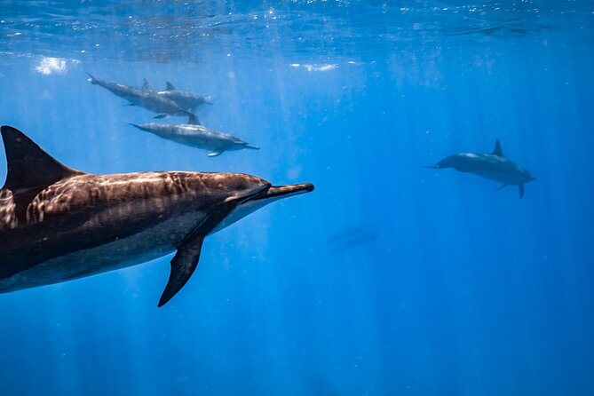 Turtle Canyon Snorkel: Semi Private Boat Tour - What you might see below the surface