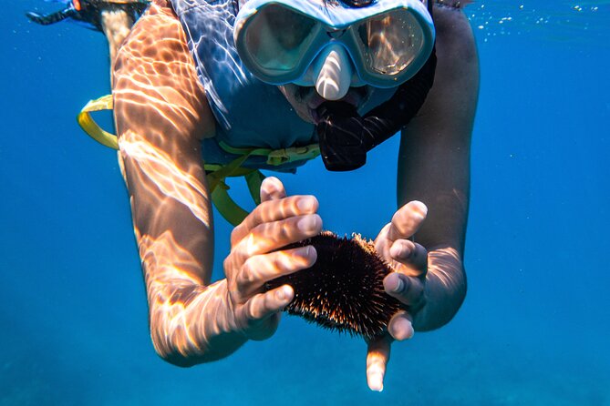 Turtle Canyon Snorkel: Semi Private Boat Tour - Why start time can change the experience