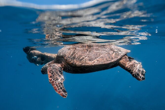Turtle Canyon Snorkel: Semi Private Boat Tour - Gear, photography, and comfort in the water