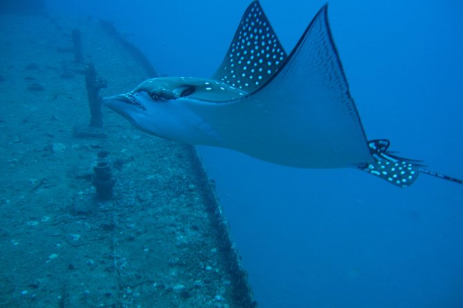 Waikiki 2 Tank World Class Wreck SCUBA Diving - Certified Only - Equipment, snacks, and the real value of $269