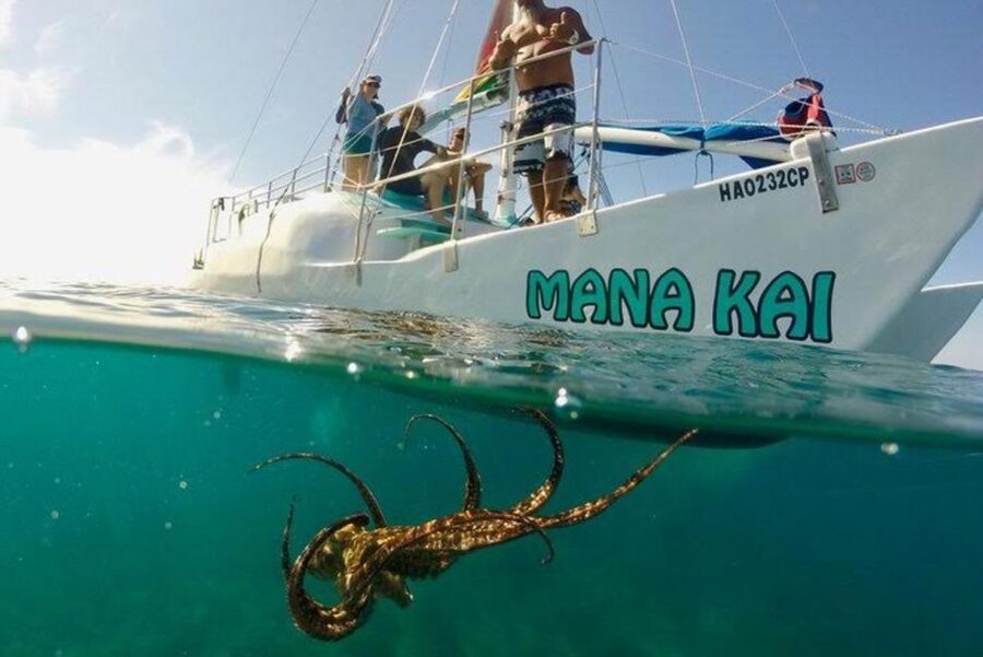 Waikiki Beach: Turtle Snorkeling and Sailing on Hāwea - Snorkeling with turtles and reef fish
