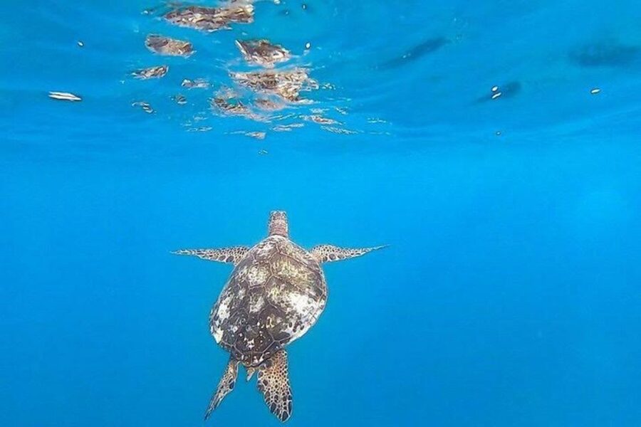 Waikiki Beach: Turtle Snorkeling and Sailing on Hāwea - Who should book this Waikiki excursion