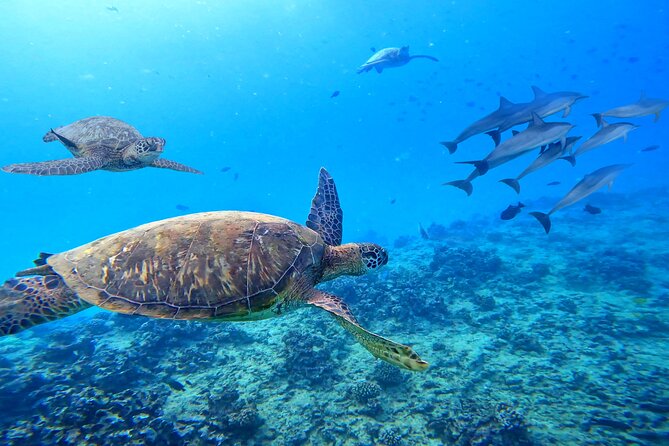 Waikiki Catamaran Escape: Snorkel with Turtles & Water Sports Fun - Who will enjoy this Waikiki boat trip?