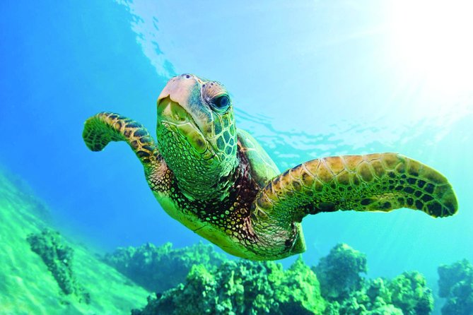 Waikiki Catamaran Snorkel Sail with Lunch: Turtles Guaranteed - Turtle Canyon and the Cleaning Station
