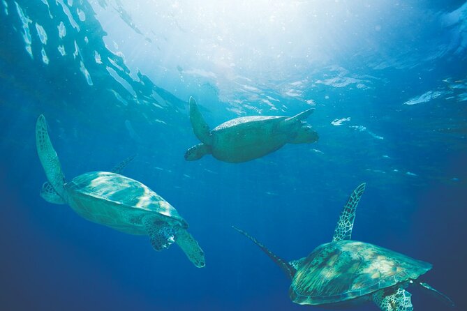 Waikiki Catamaran Snorkel Sail with Lunch: Turtles Guaranteed - Who Will Enjoy This Most?