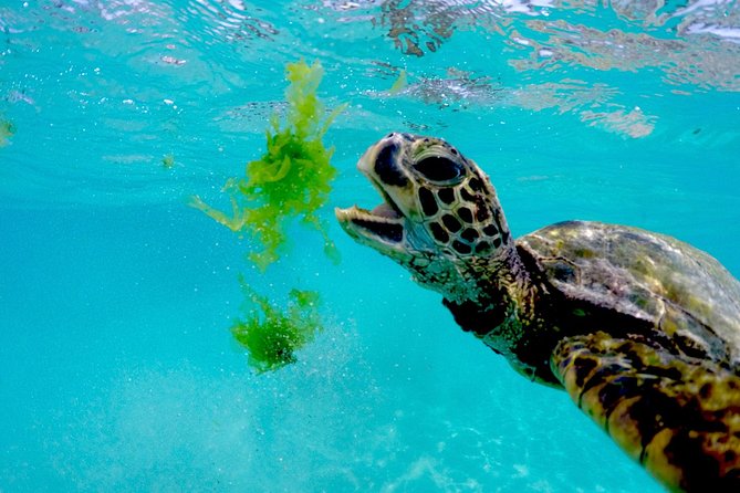 Waikiki Catamaran Snorkel Sail with Lunch: Turtles Guaranteed - Booking, Weather, and Timing Details