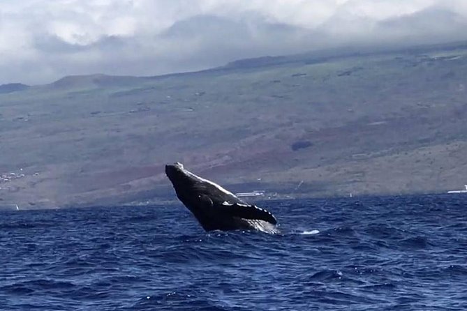Waikiki Deluxe Catamaran Whale Watch - The crew, commentary, and onboard atmosphere
