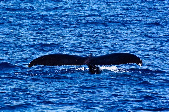 Waikiki Deluxe Catamaran Whale Watch - Timing your trip around the season