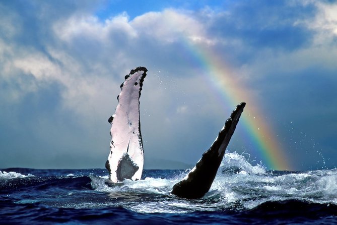 Waikiki Deluxe Catamaran Whale Watch - Is $89 a fair price?