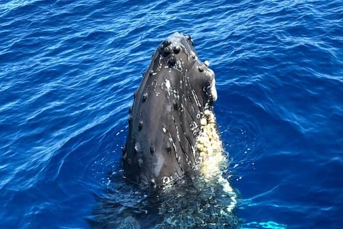 Waikiki Deluxe Catamaran Whale Watch - Who should book this Waikiki whale watch?