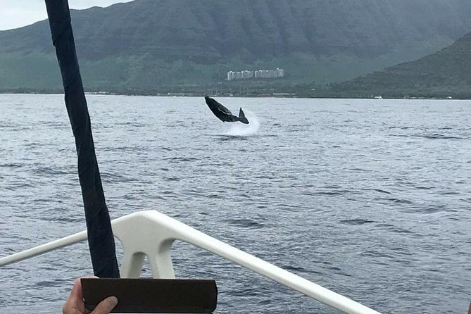 Waikiki Deluxe Catamaran Whale Watch - What the two-hour whale watch actually feels like