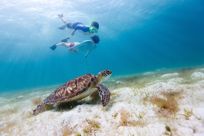 Waikiki Green Sea Turtle Snorkeling Tour - Boat Excursion - The boat ride and what is included